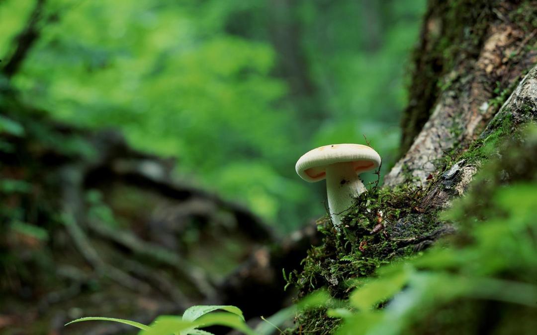 高清森林里的小蘑菇高清壁纸
