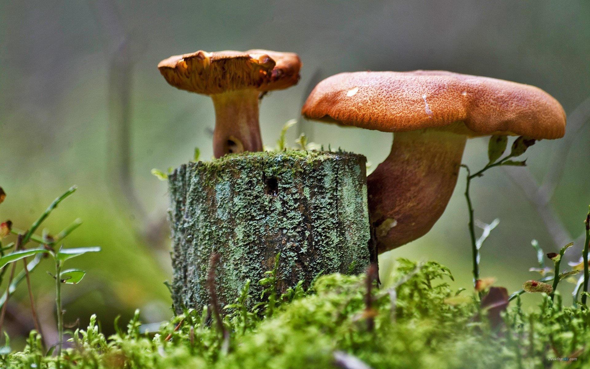 高清森林里的小蘑菇高清壁纸8
