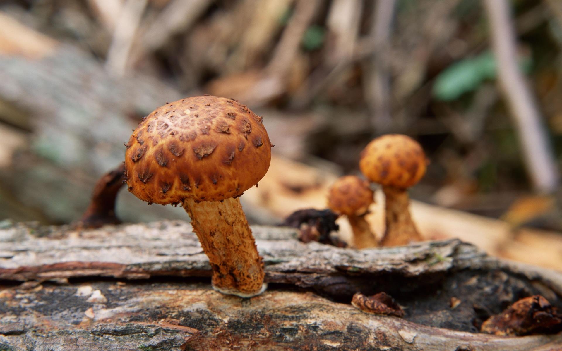 高清森林里的小蘑菇高清壁纸5