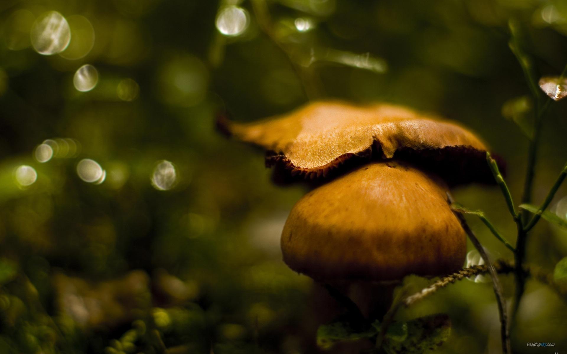 高清森林里的小蘑菇高清壁纸17