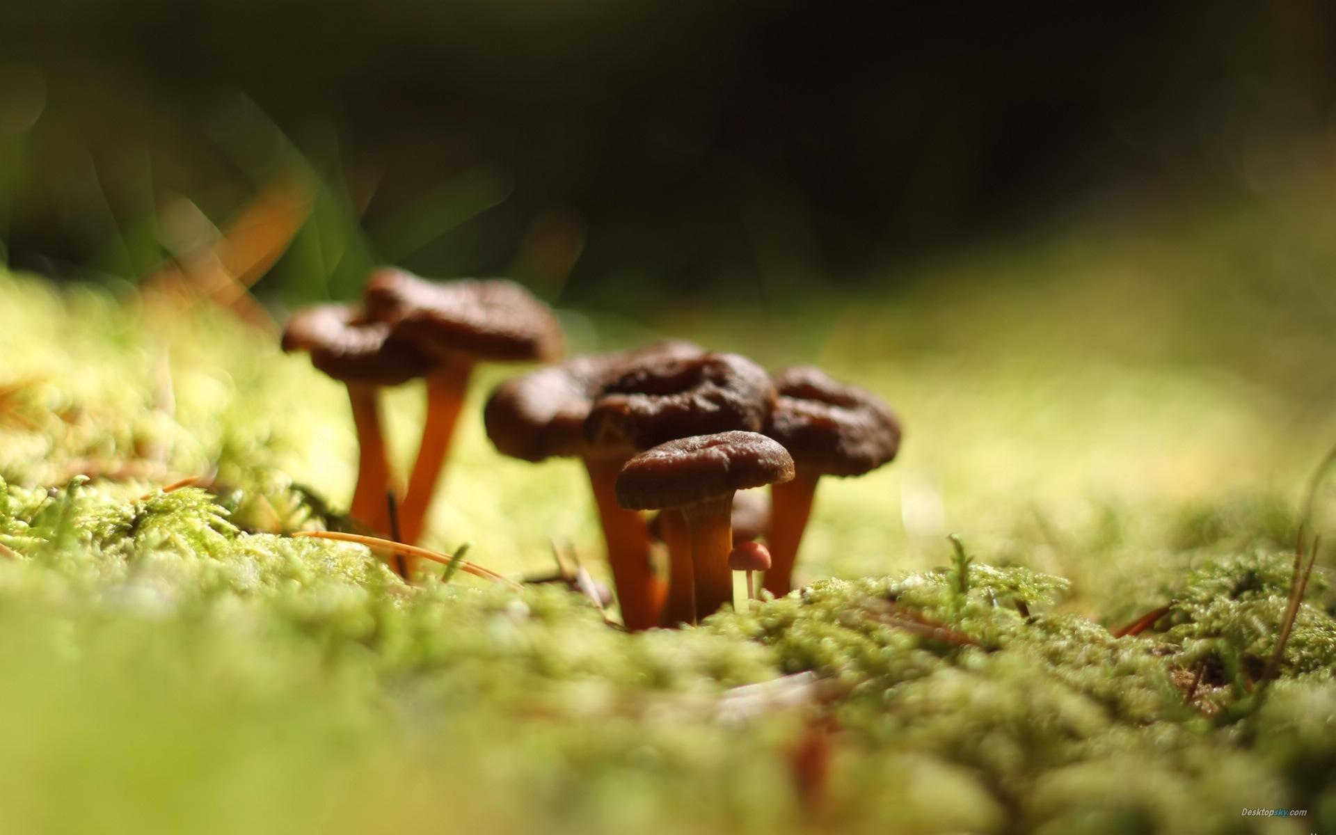 高清森林里的小蘑菇高清壁纸12