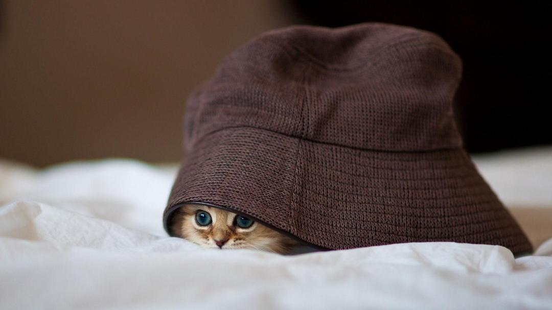 戴帽子的萌猫咪可爱桌面壁纸