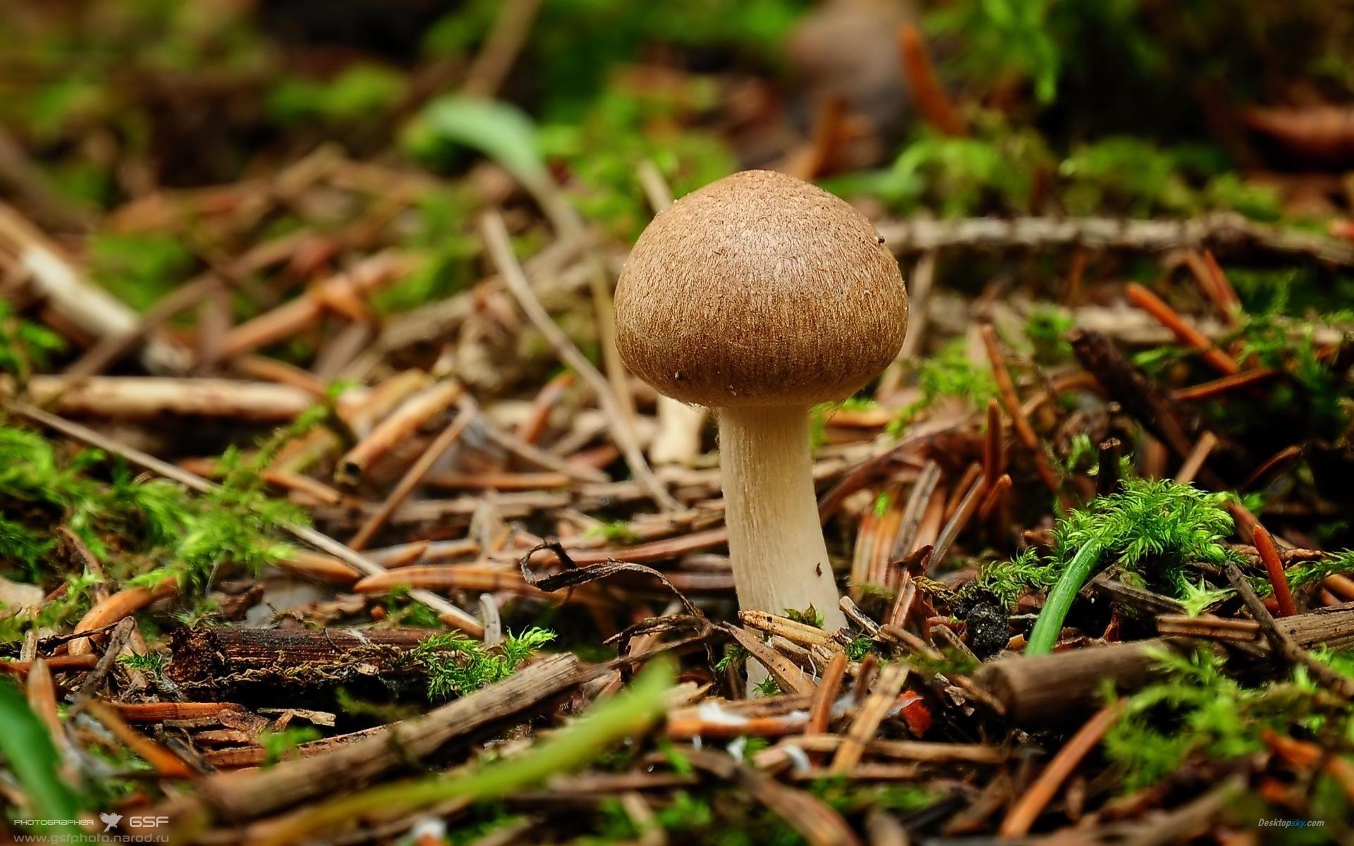 高清森林里的小蘑菇高清壁纸10