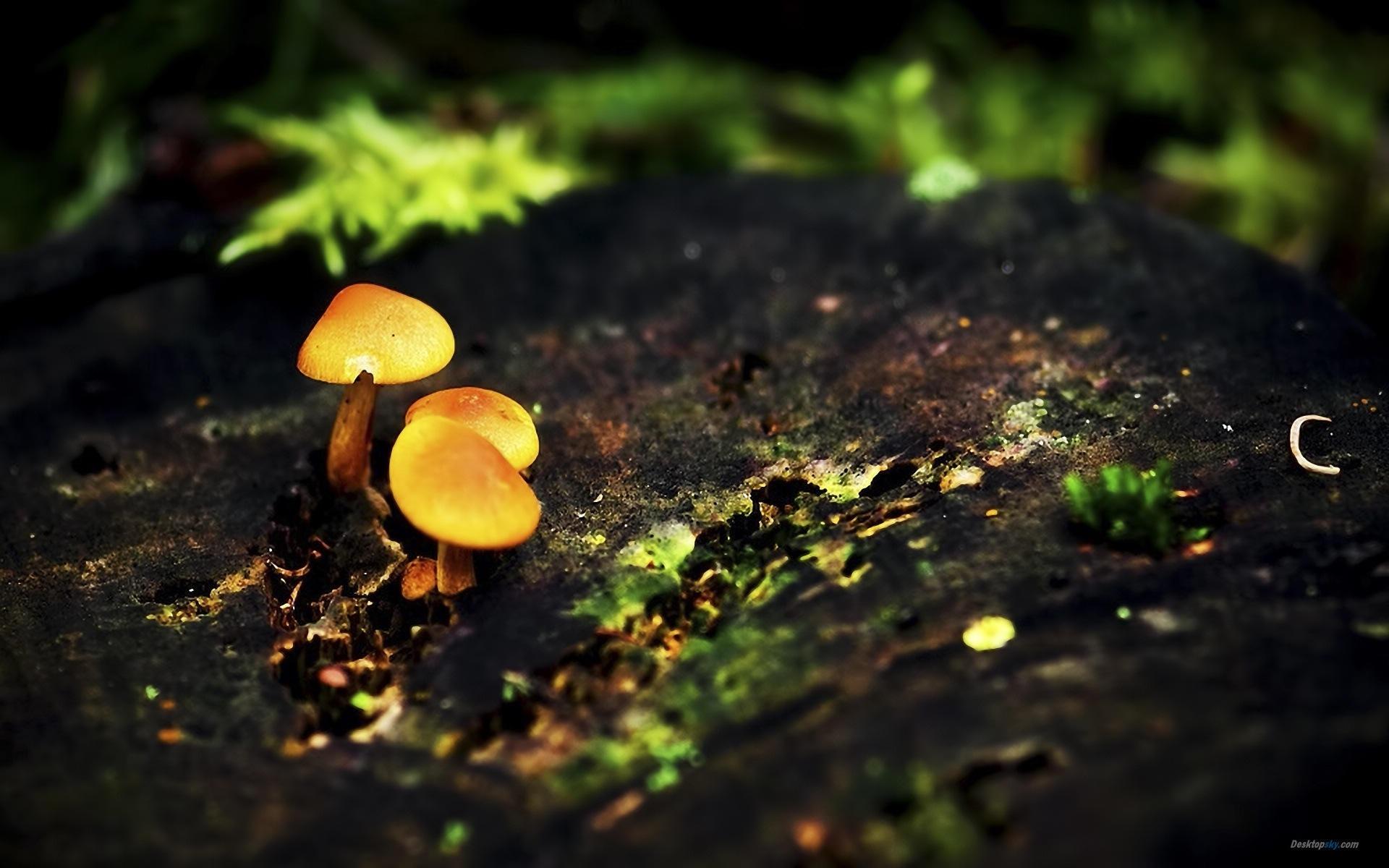 高清森林里的小蘑菇高清壁纸11