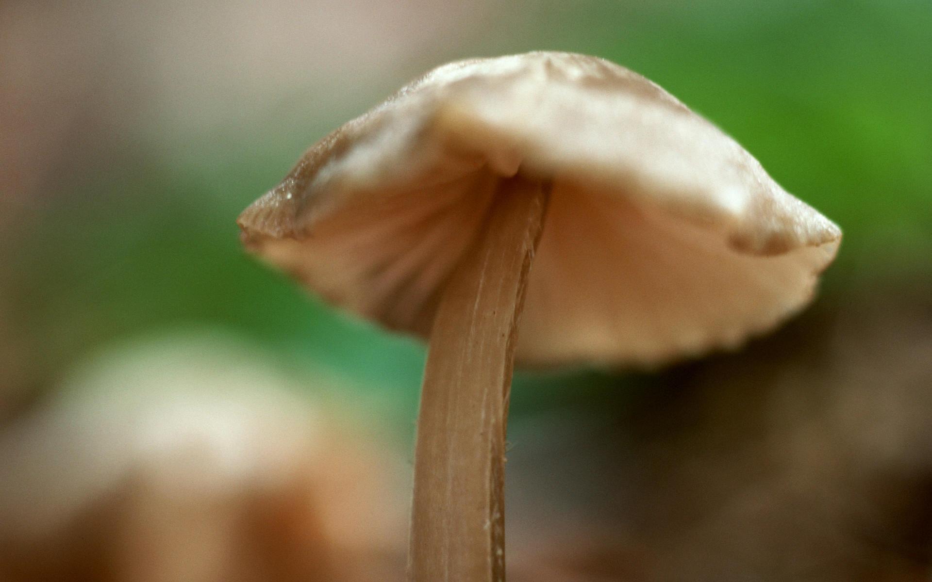 高清森林里的小蘑菇高清壁纸7