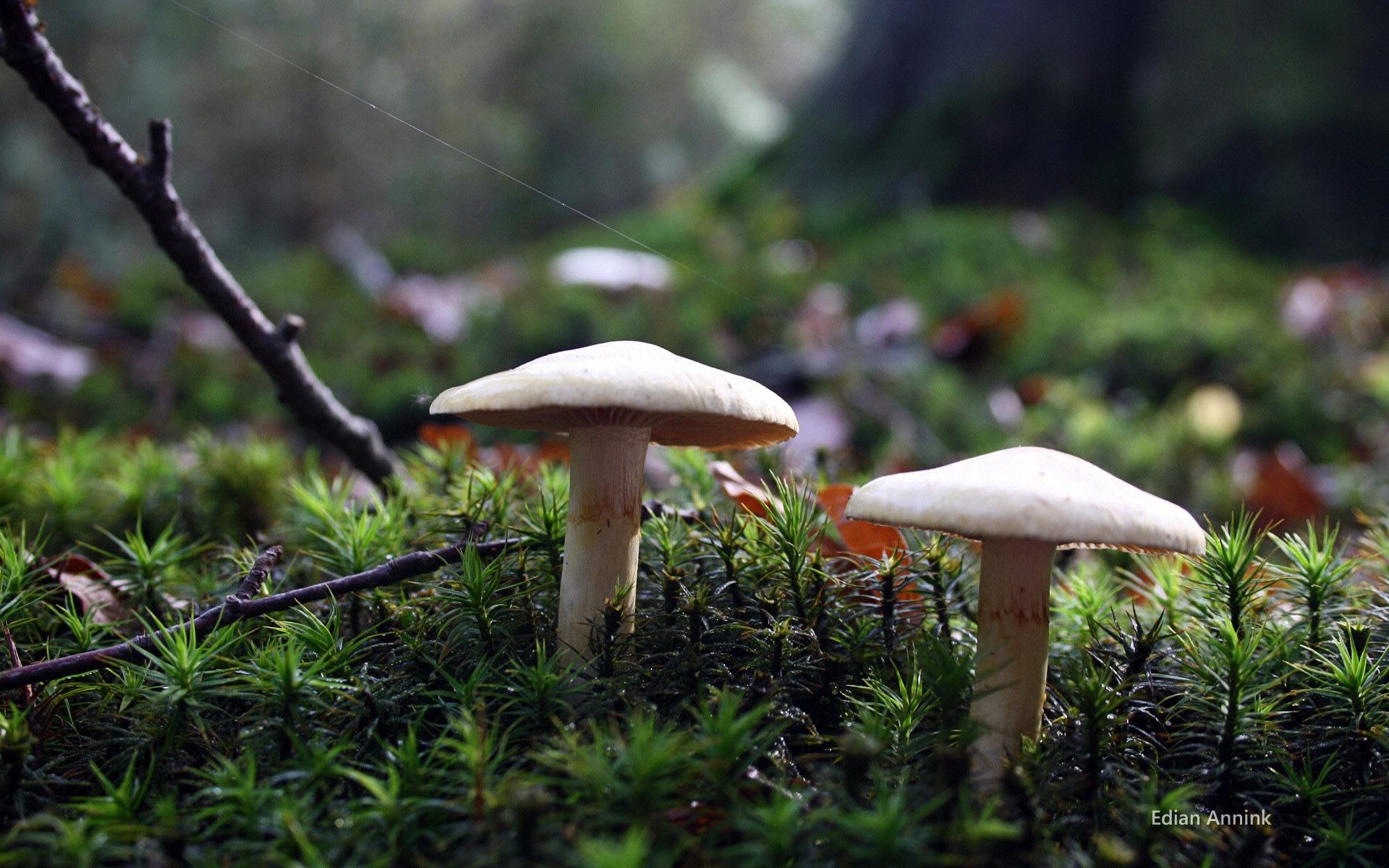 高清森林里的小蘑菇高清壁纸28