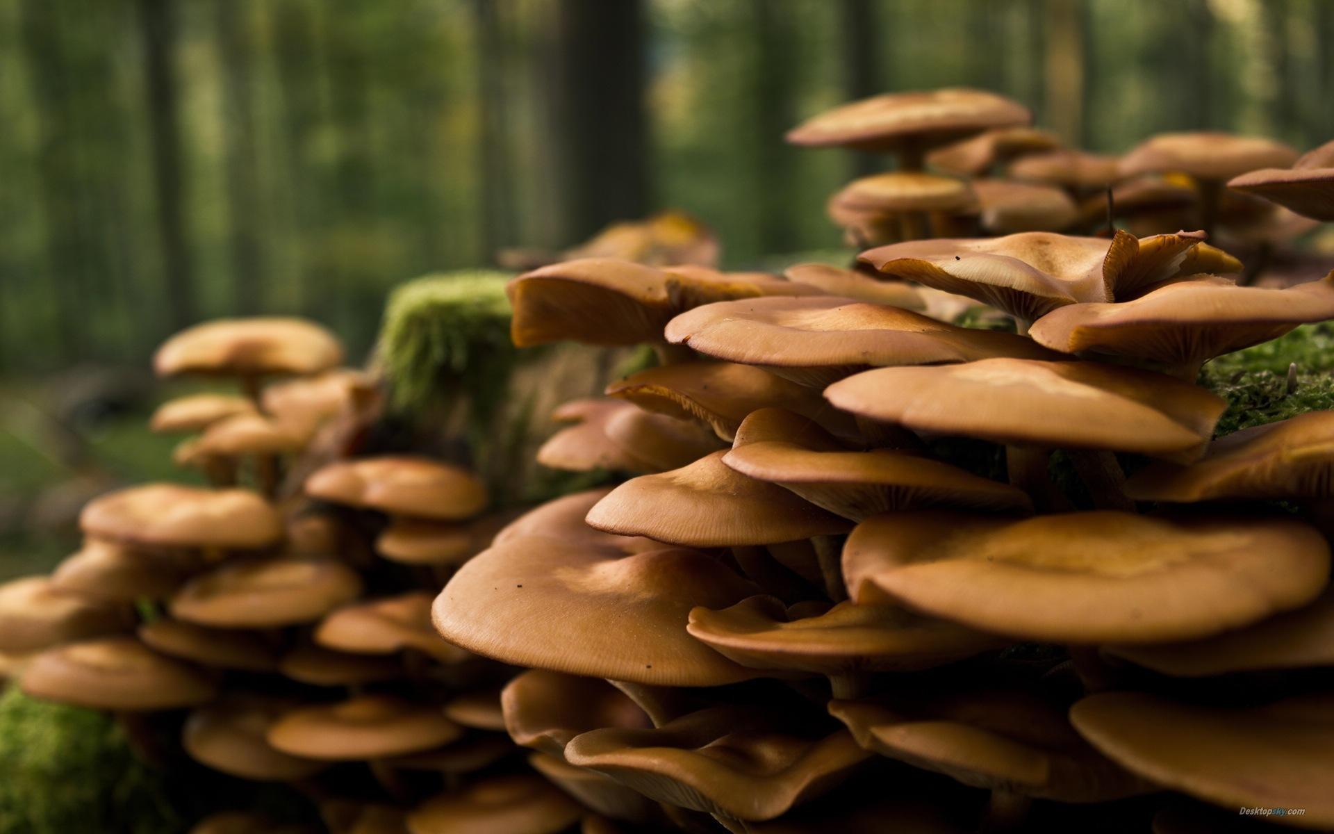 高清森林里的小蘑菇高清壁纸22