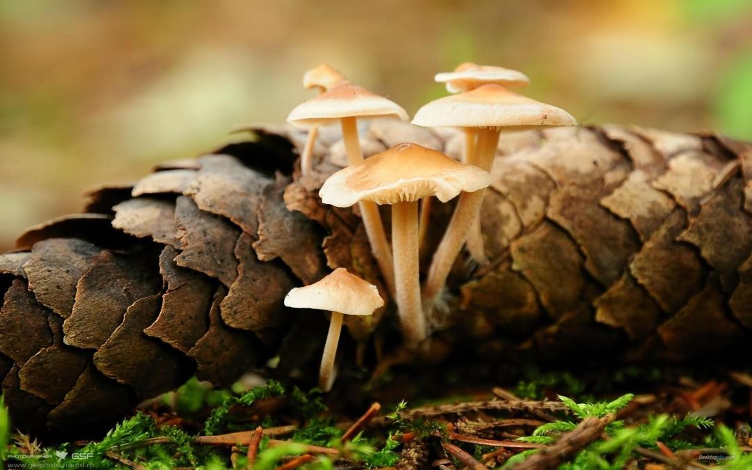 高清森林里的小蘑菇高清壁纸