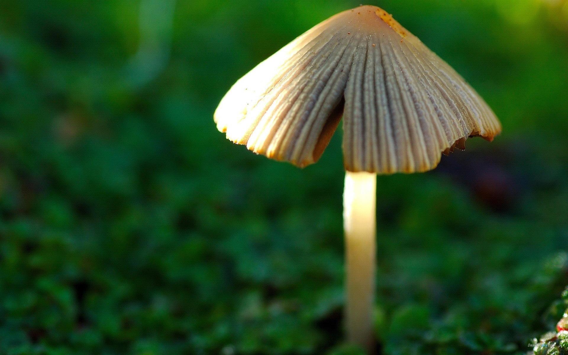 高清森林里的小蘑菇高清壁纸13