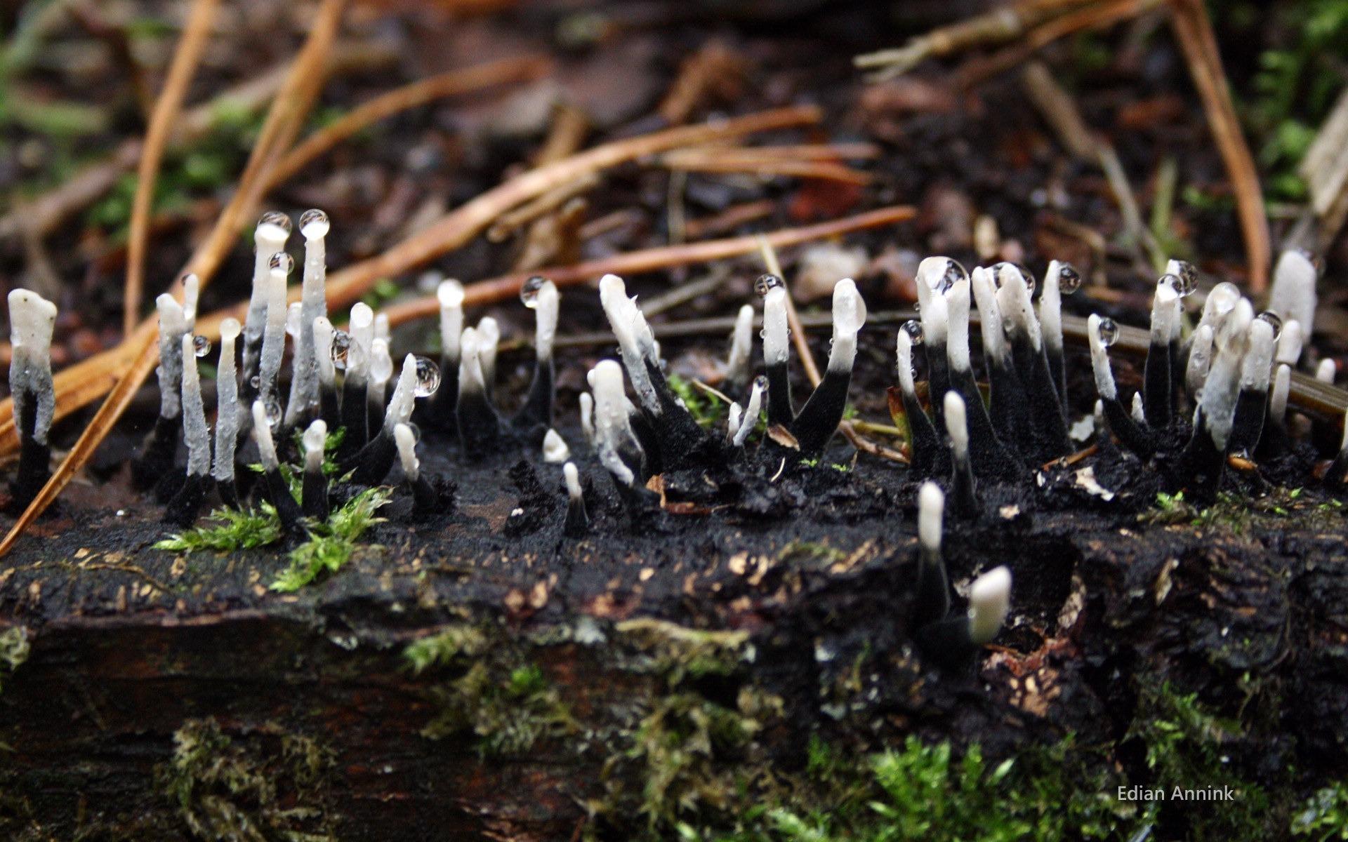 高清森林里的小蘑菇高清壁纸29