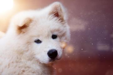 白色超萌可爱狗狗图片壁纸