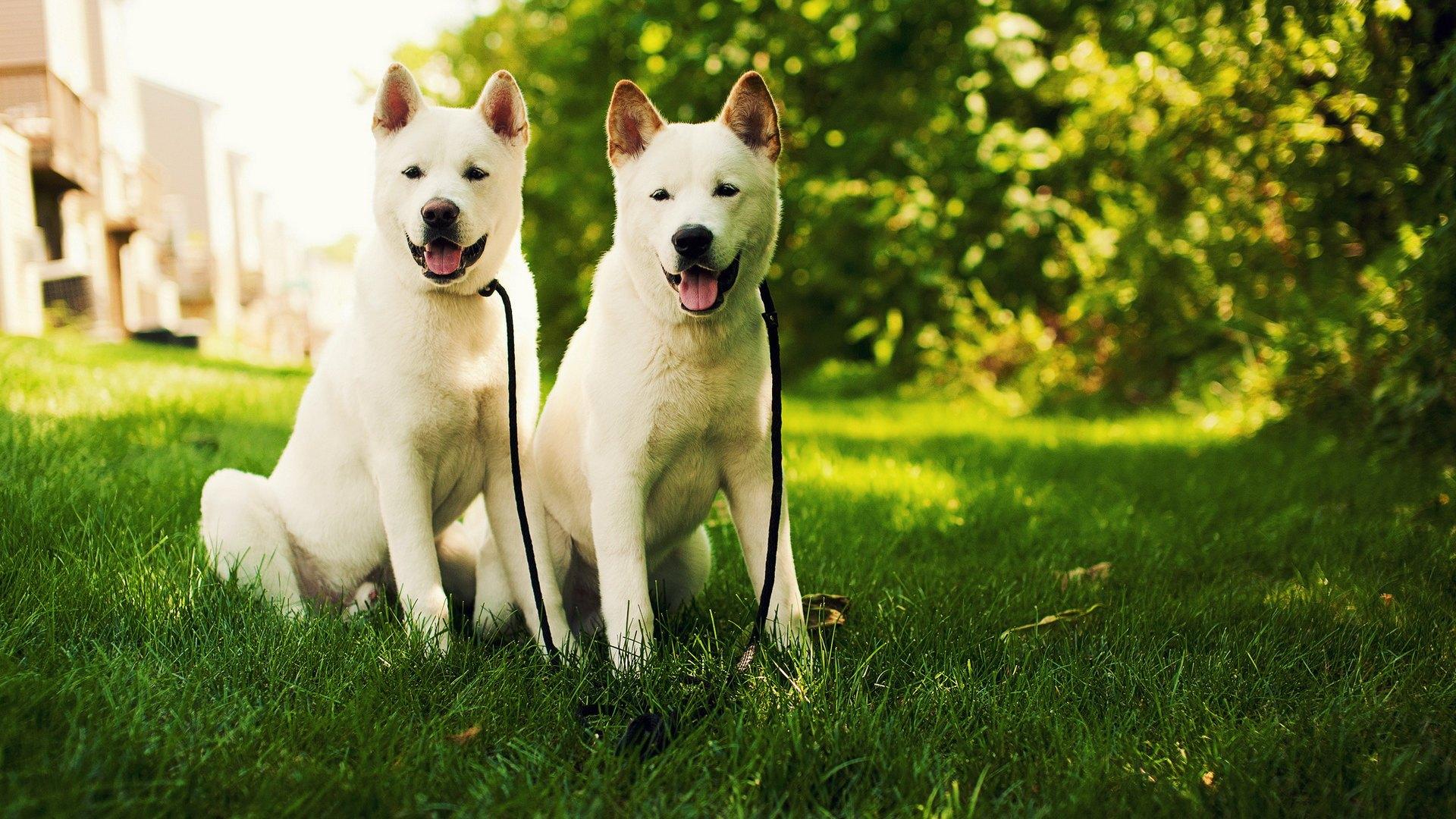 日本最萌秋田犬图片高清壁纸下载10