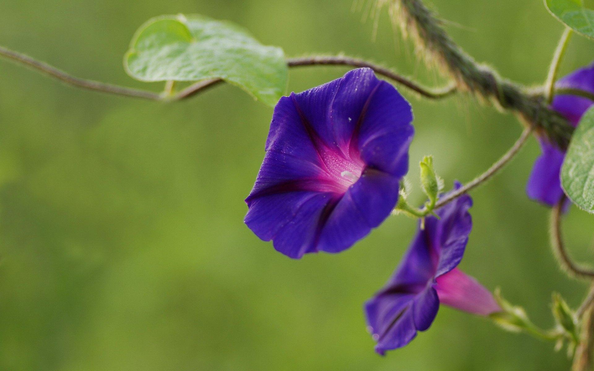 喇叭花 牵牛花壁纸图片大全10