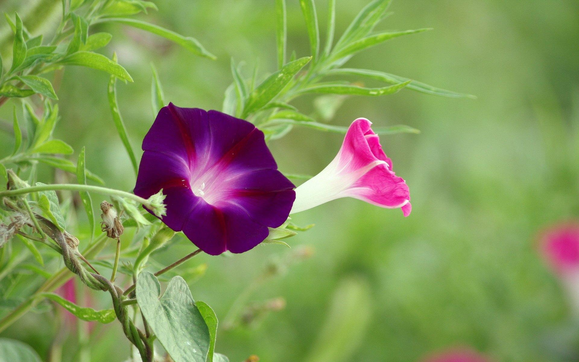 喇叭花 牵牛花壁纸图片大全7