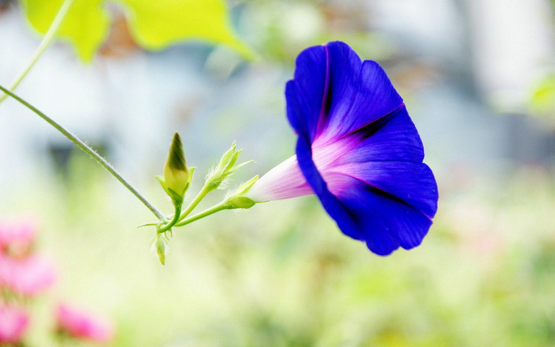 喇叭花 牵牛花壁纸图片大全8