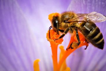 花蕊上采蜜的蜜蜂高清摄影壁纸