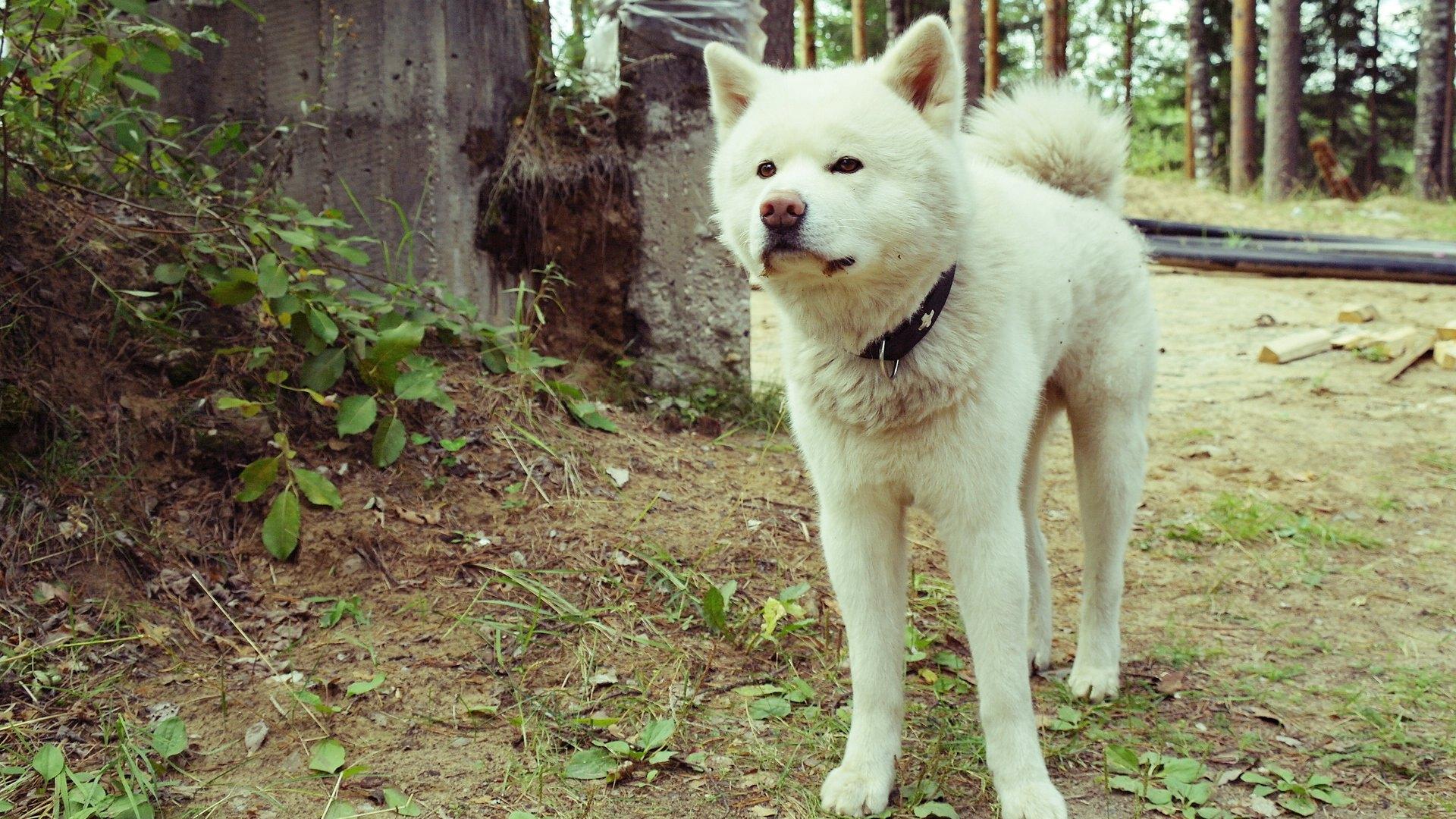 日本最萌秋田犬图片高清壁纸下载5