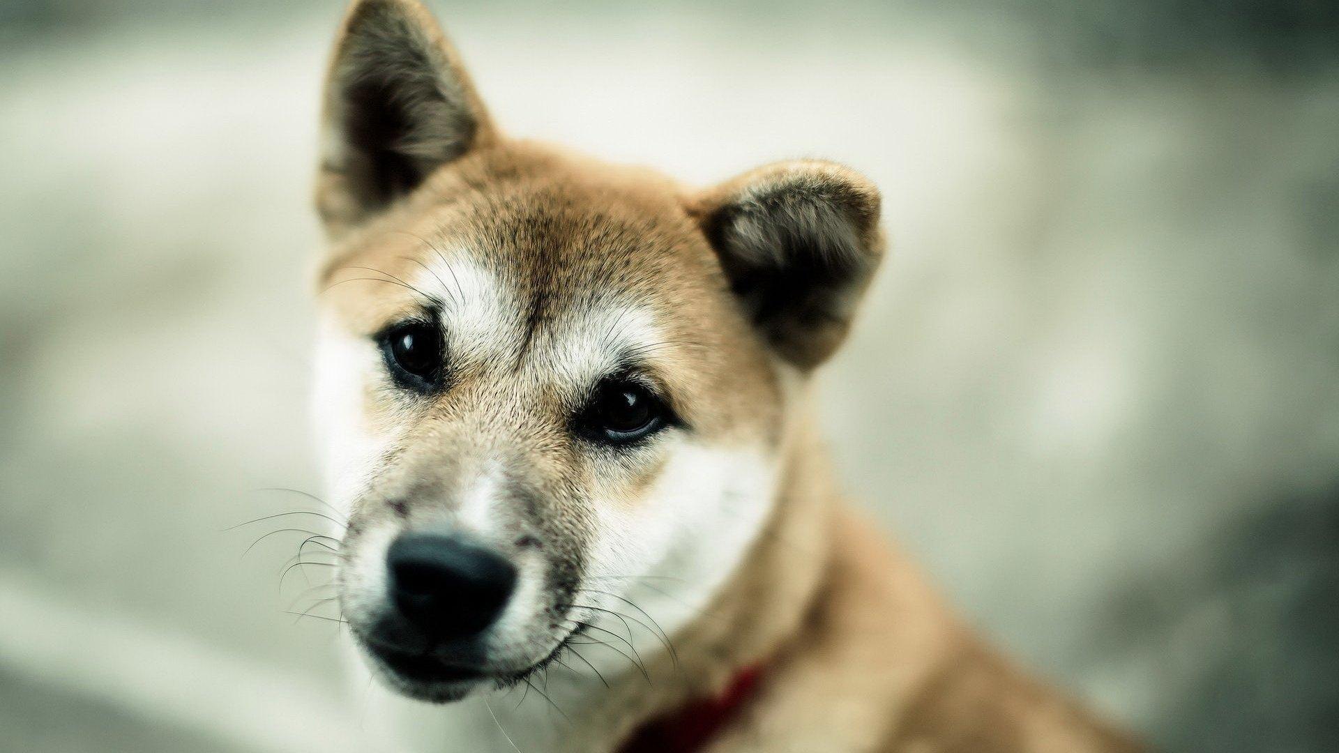 日本最萌秋田犬图片高清壁纸下载2