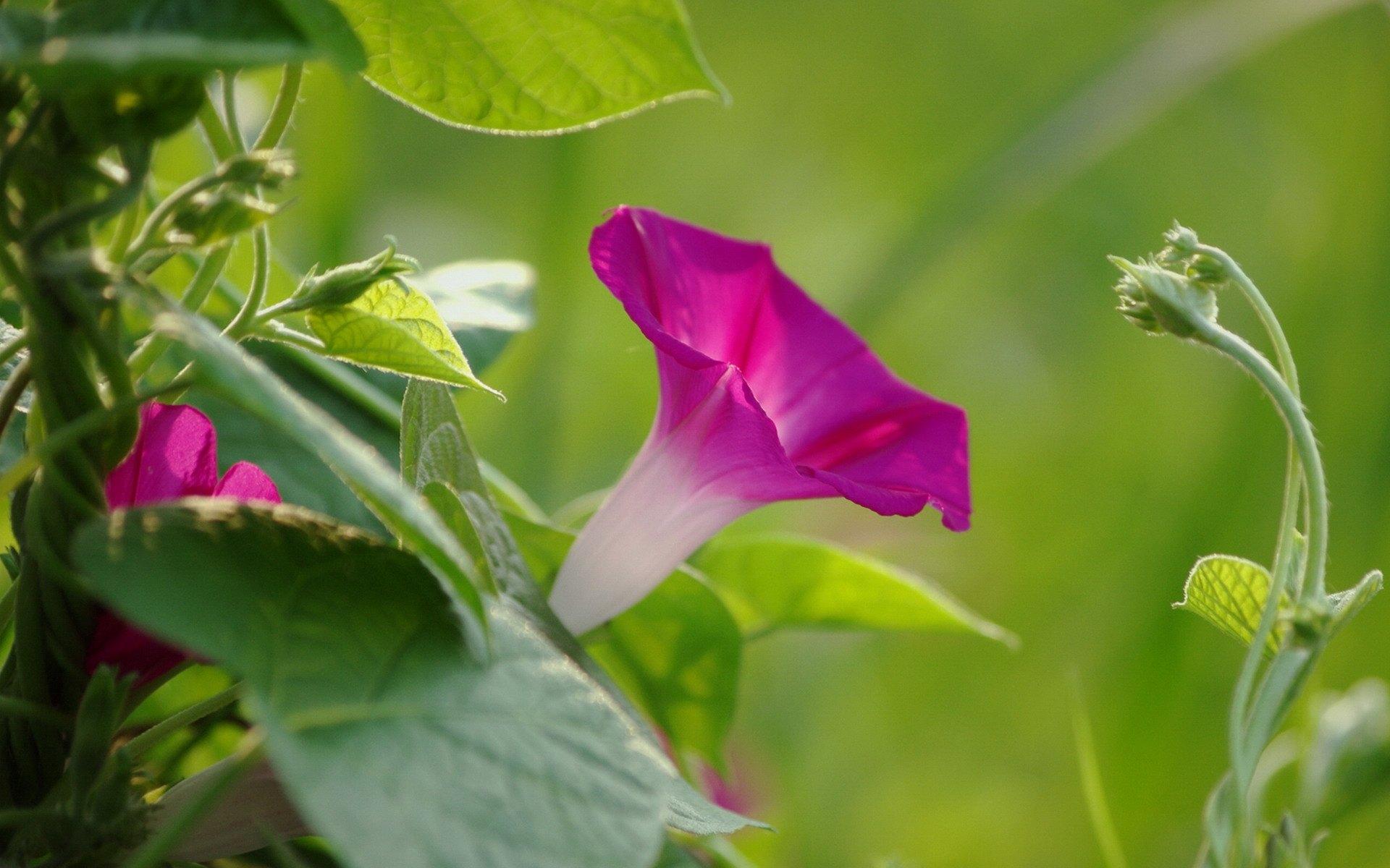 喇叭花 牵牛花壁纸图片大全3