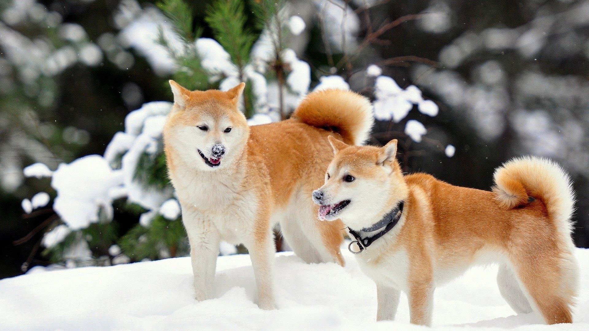 日本最萌秋田犬图片高清壁纸下载3