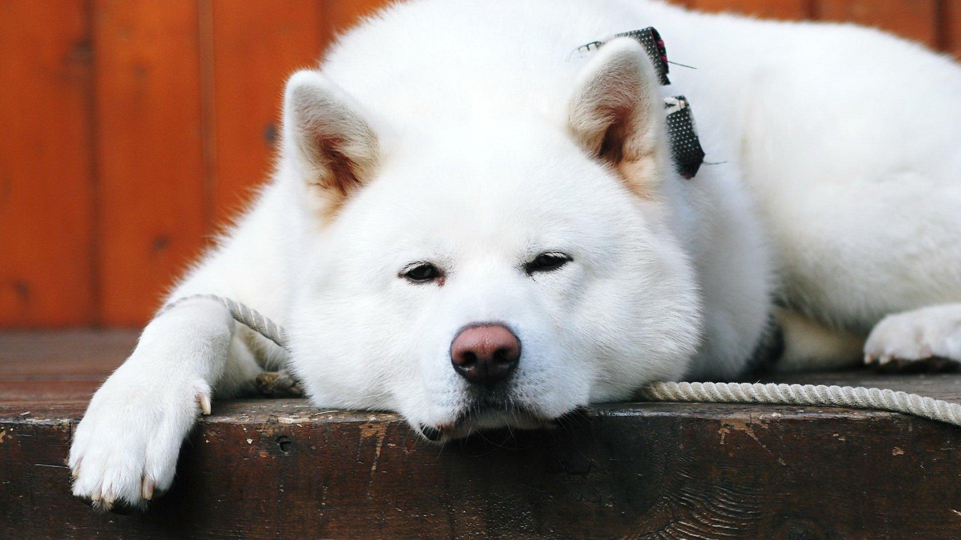 日本最萌秋田犬图片高清壁纸下载9