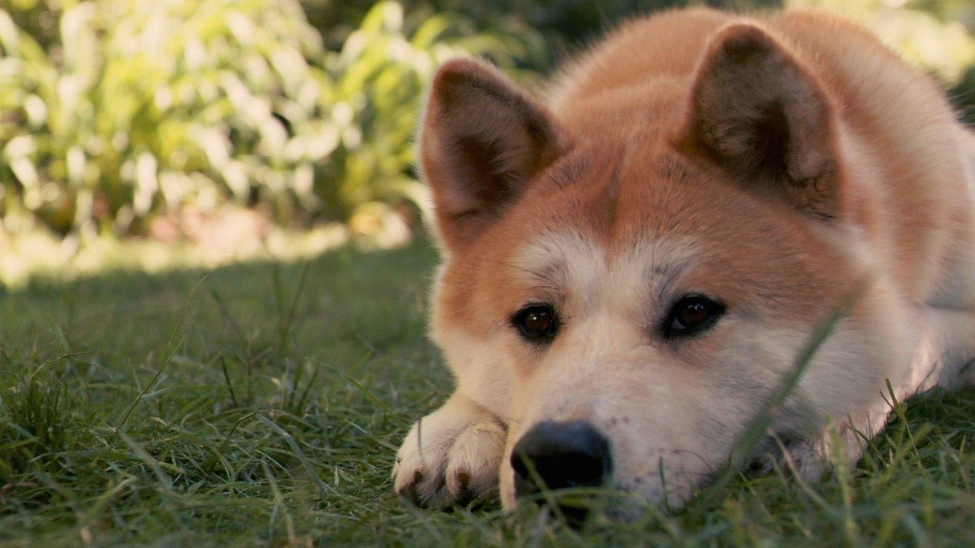 日本最萌秋田犬图片高清壁纸下载11