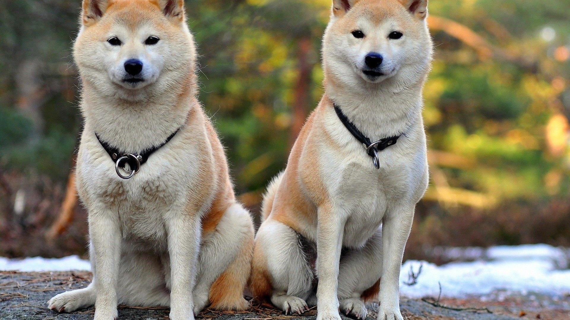 日本最萌秋田犬图片高清壁纸下载8