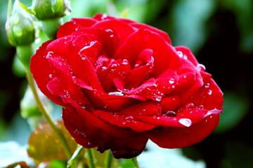 红色玫瑰花图片高清壁纸