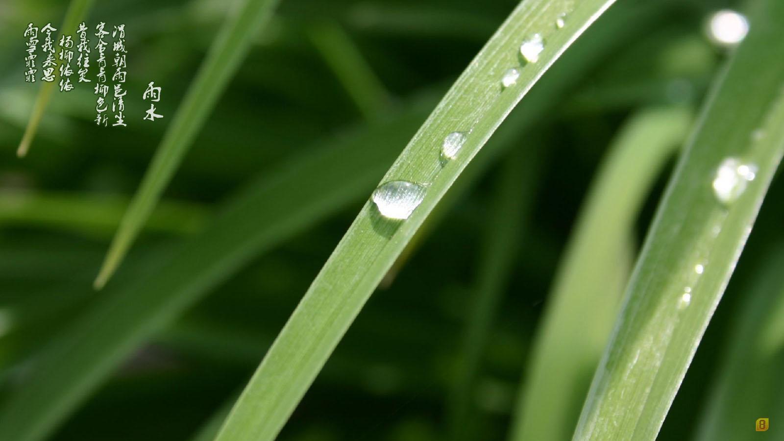 24节气之雨水壁纸5