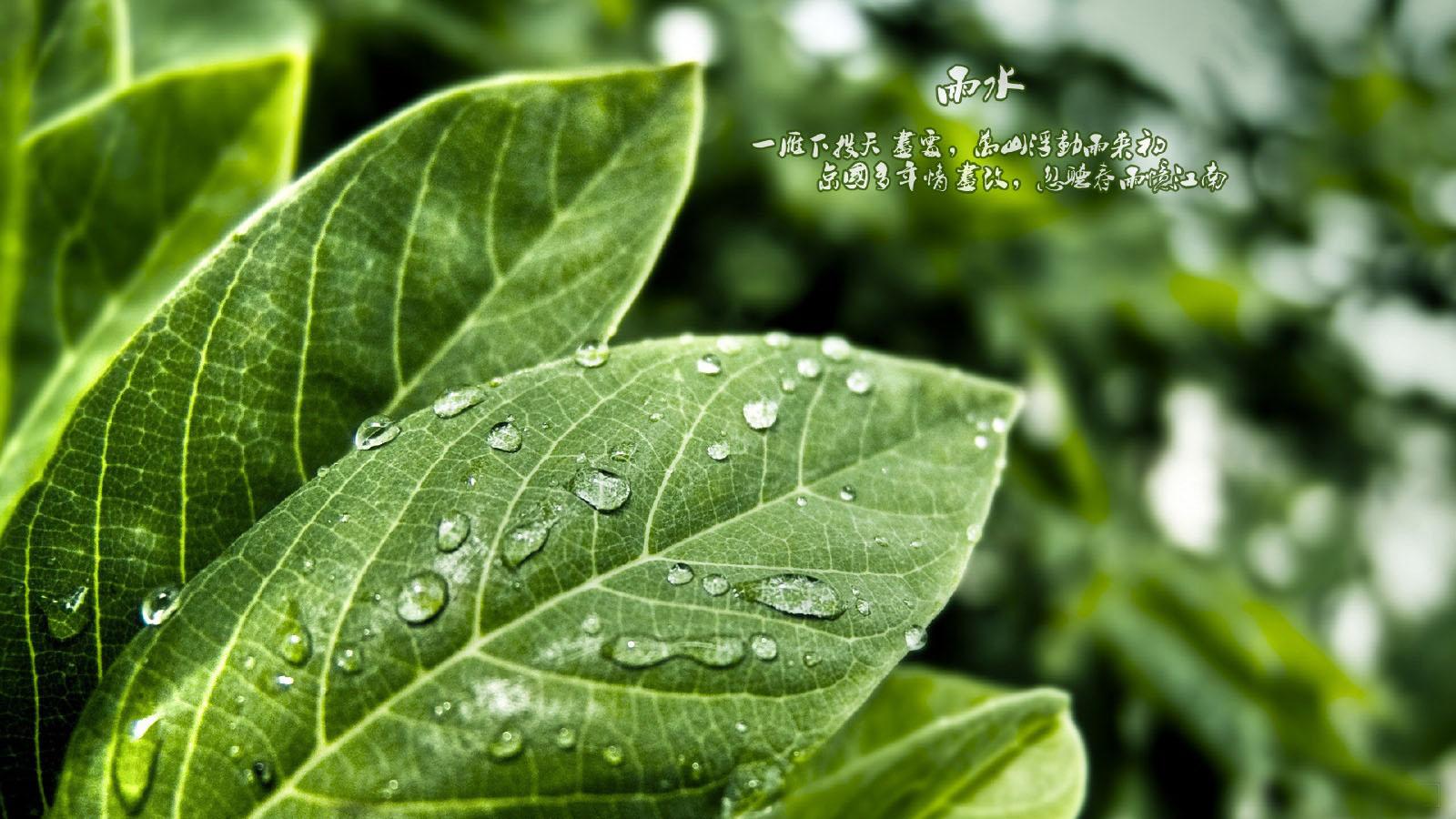 24节气之雨水壁纸10