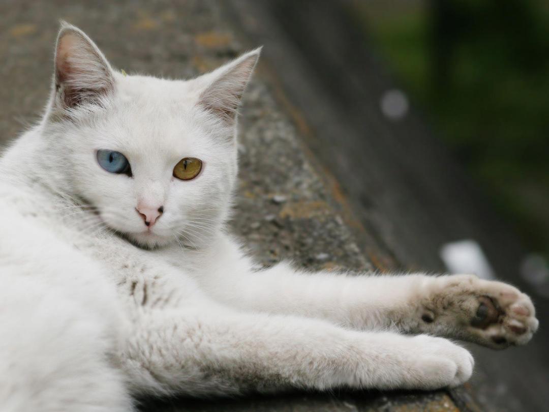 可爱白猫咪图片