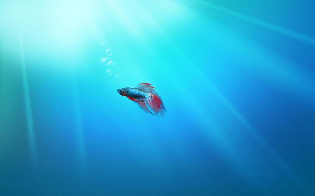 海底中的彩色鱼高清桌面背景图片