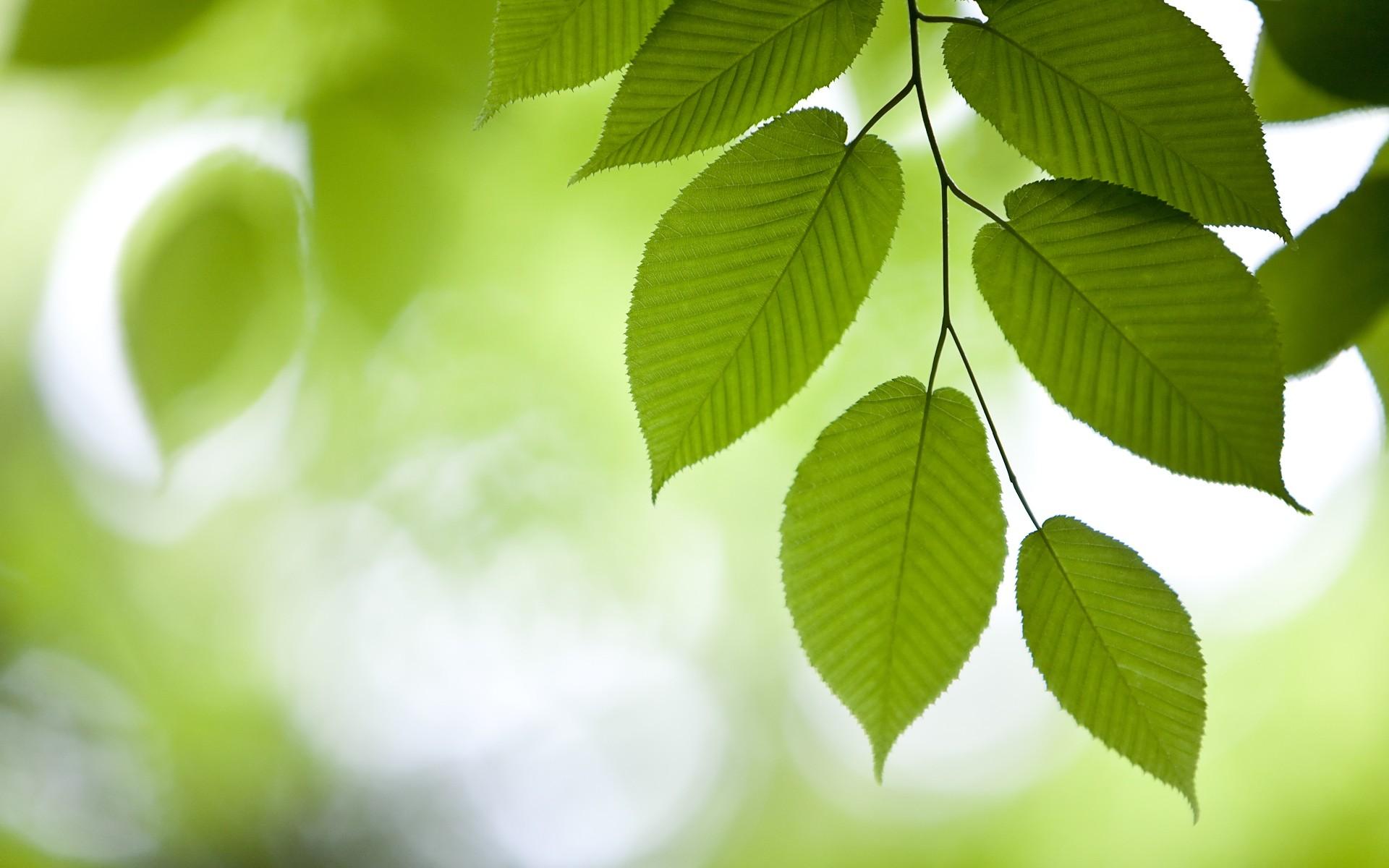 高清Win7主题宽屏壁纸 森林(Forests)摄影壁纸8