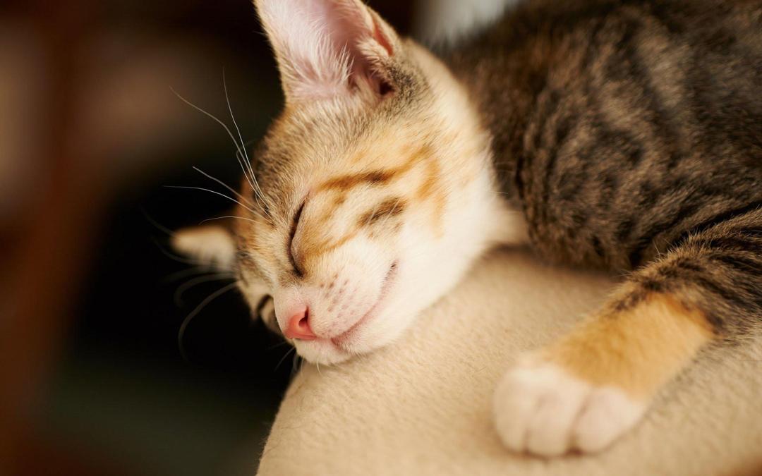睡梦中的小猫猫可爱卖萌高清电脑壁纸