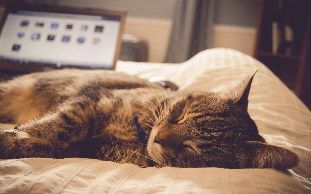 睡梦中的小猫猫可爱卖萌高清电脑壁纸