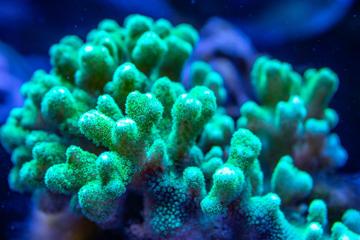 美丽的珊瑚图片唯美电脑壁纸
