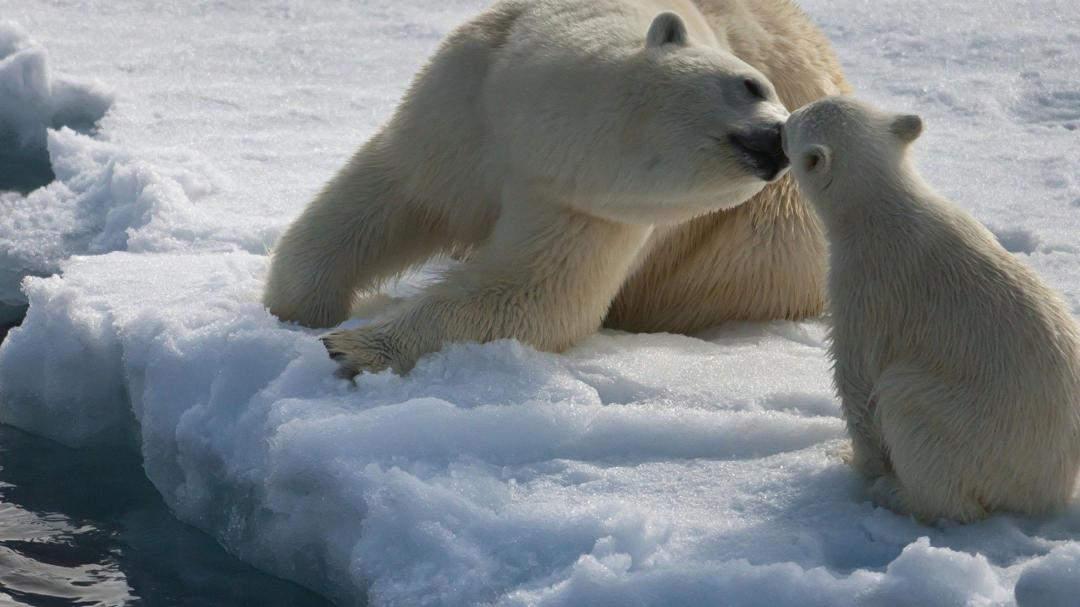 冰原上北极熊母子母爱桌面壁纸