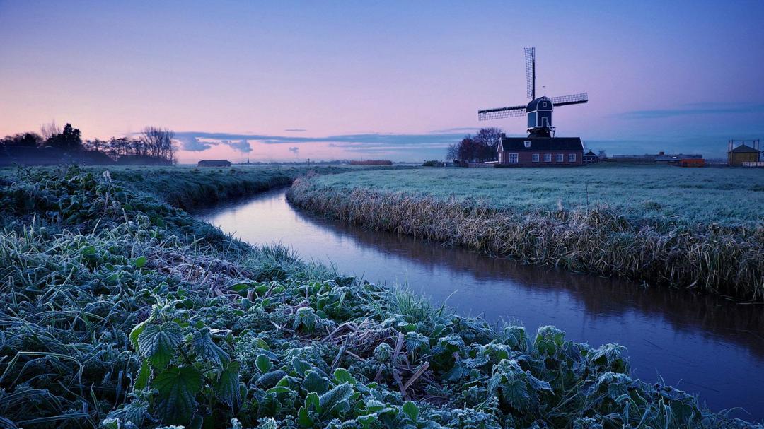 早晨,冬季,荷兰,风车,牧场风景壁纸
