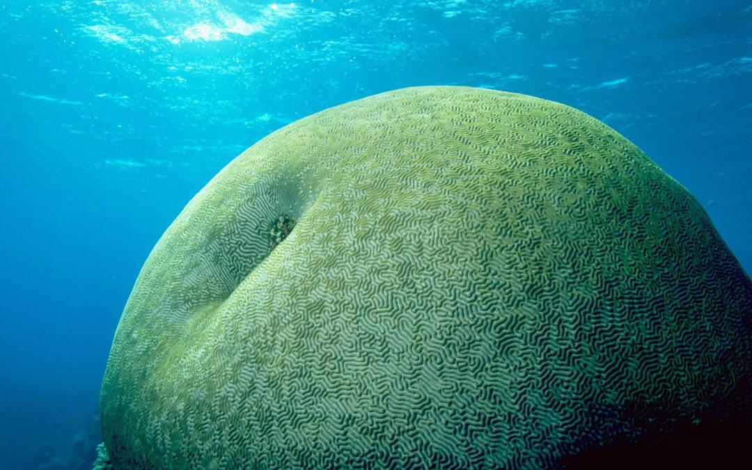 美丽的海洋生物高清壁纸