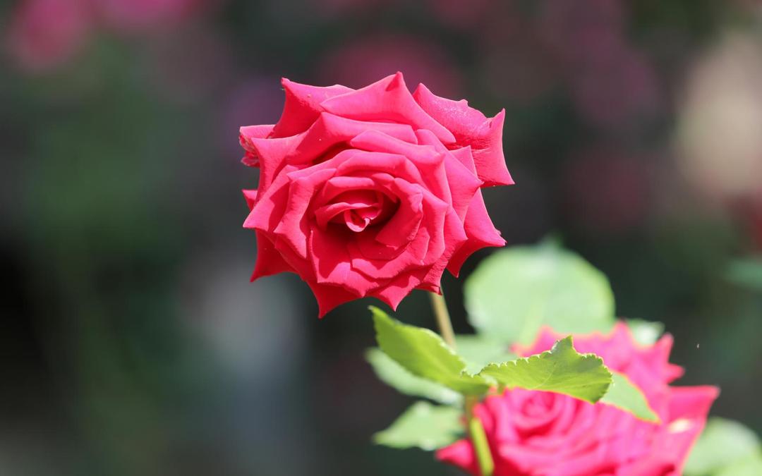 妖艳的红玫瑰花壁纸图片