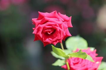 妖艳的红玫瑰花壁纸图片