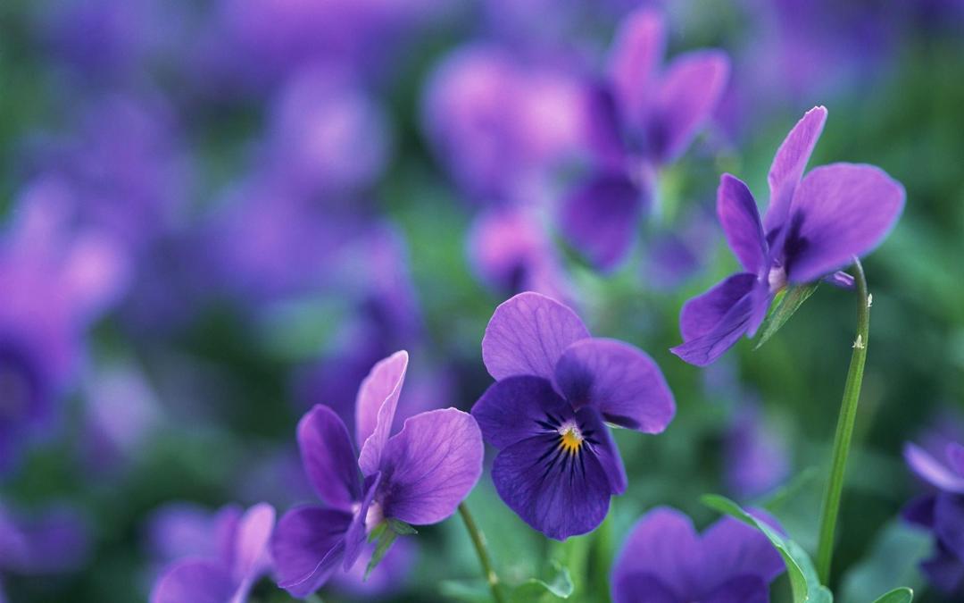 高清紫色系唯美花朵桌面壁纸