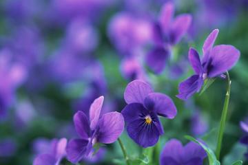 高清紫色系唯美花朵桌面壁纸