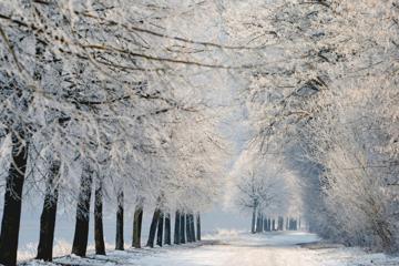 自然,冬天,雪,树木,路,美景,图片