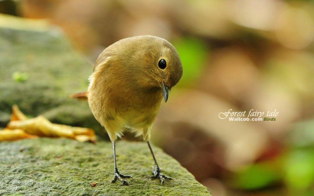 可爱的小鸟高清摄影图片