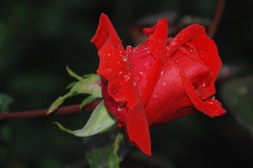 唯美玫瑰花朵图片桌面壁纸