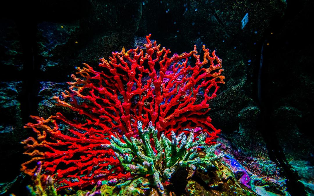 泰国曼谷海底世界珊瑚高清壁纸图片