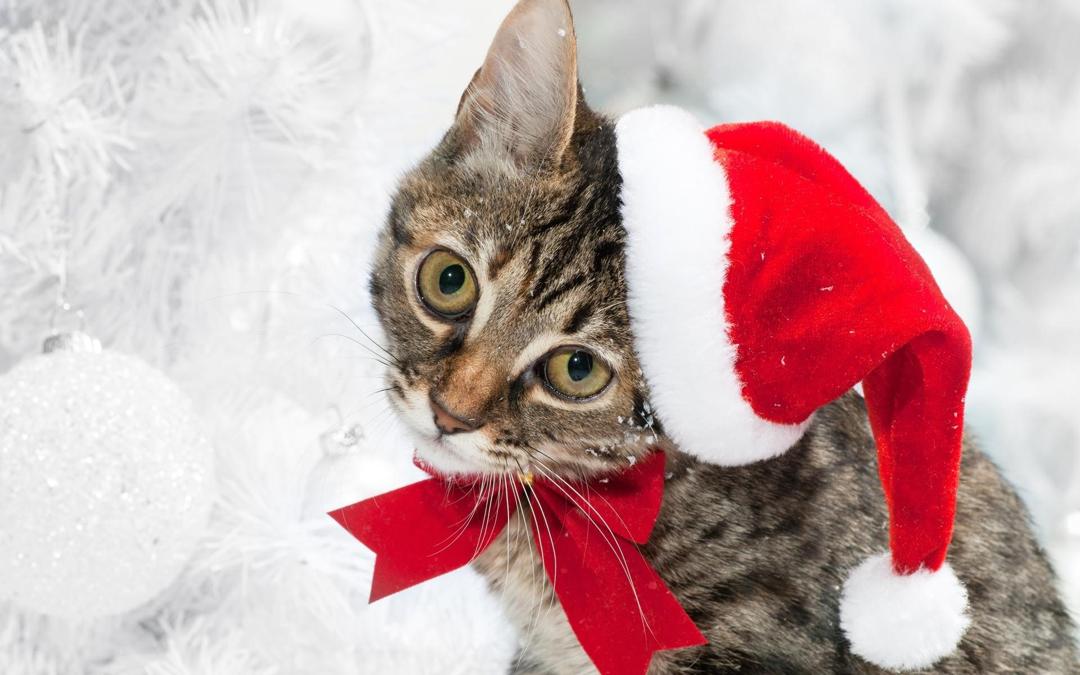 圣诞节可爱很萌的小猫咪高清壁纸