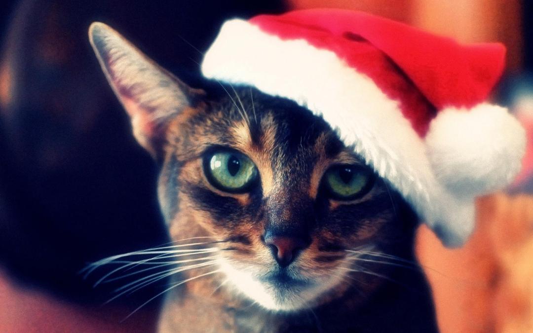 圣诞节可爱很萌的小猫咪高清壁纸
