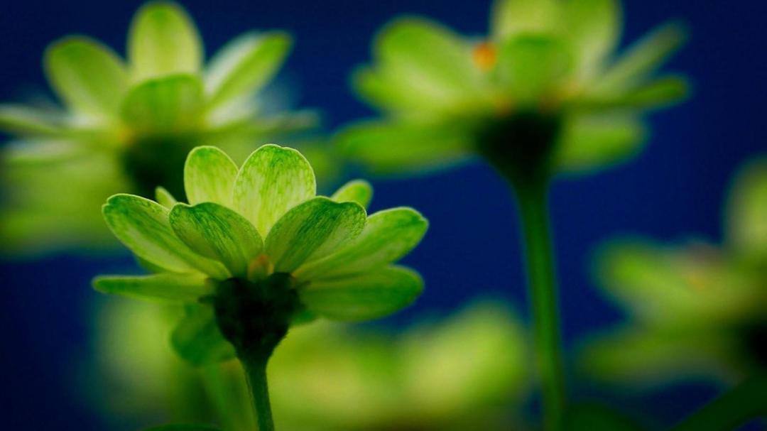 优美花草图片电脑桌面壁纸